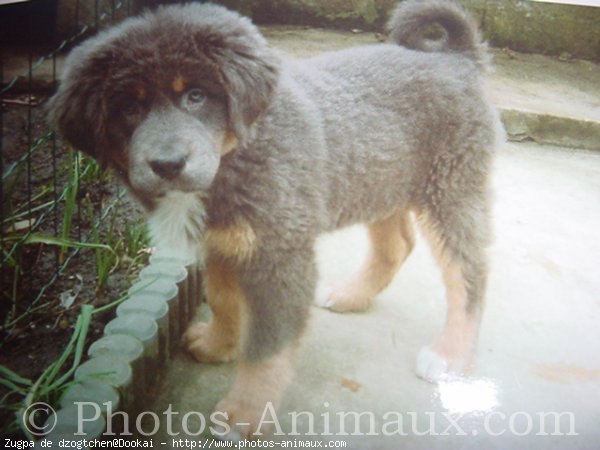 Photo de Dogue du tibet