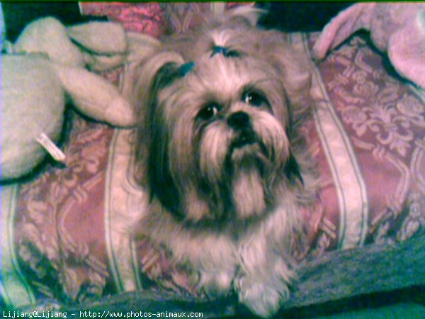 Photo de Shih tzu