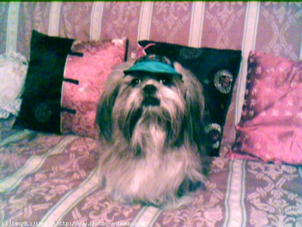 Photo de Shih tzu