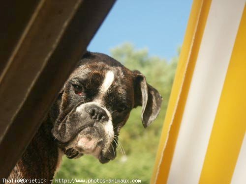 Photo de Boxer