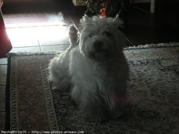 Photo de West highland white terrier