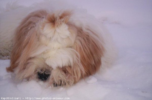 Photo de Lhassa apso