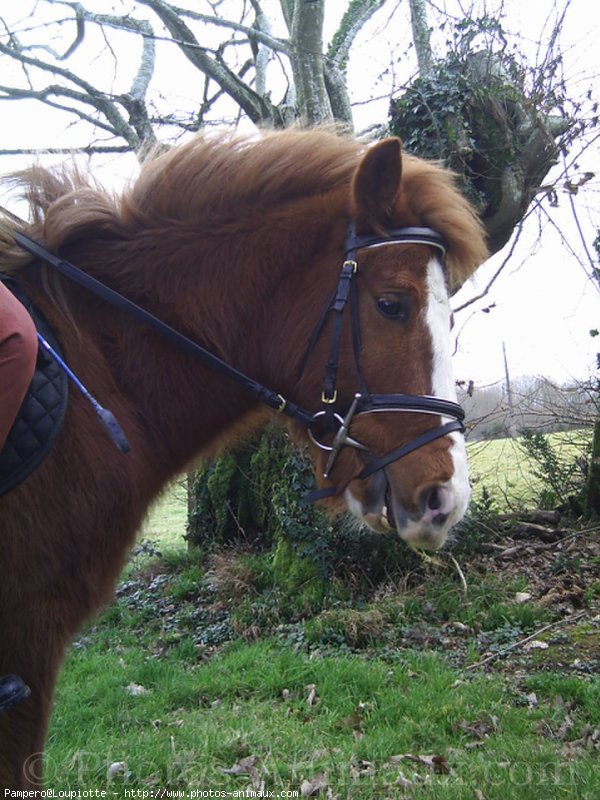 Photo de Poney franais de selle