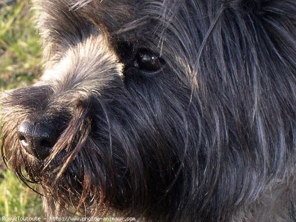 Photo de Cairn terrier