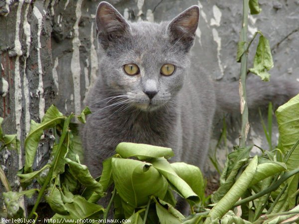 Photo de Chat domestique