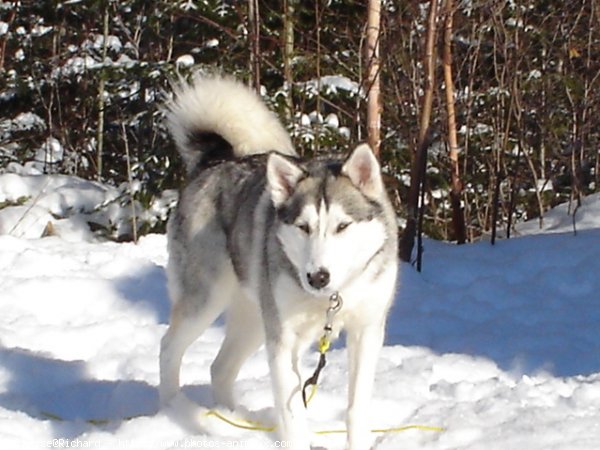 Photo de Husky siberien