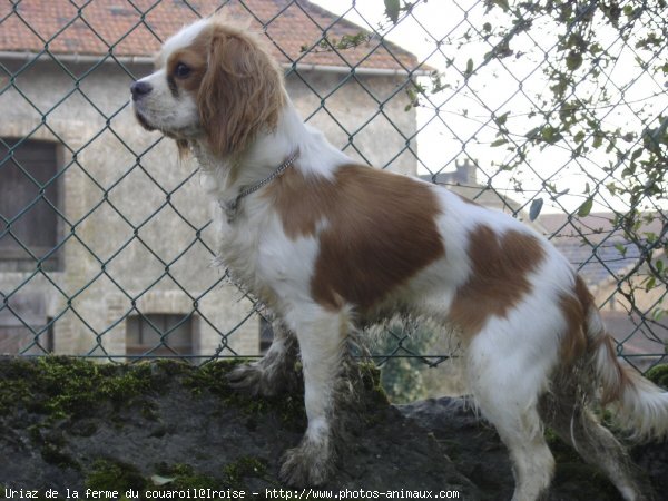 Photo de Cavalier king charles spaniel