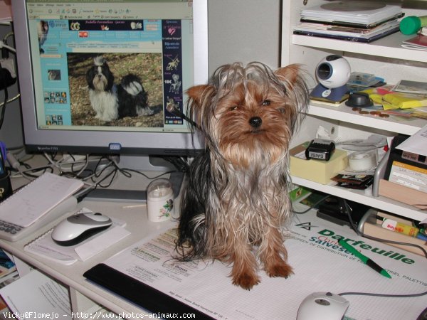 Photo de Yorkshire terrier