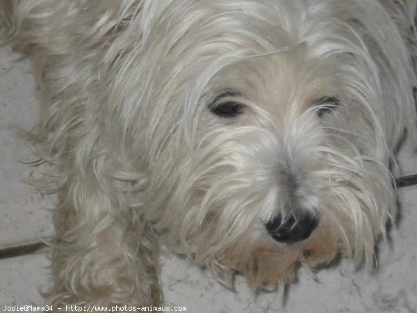 Photo de West highland white terrier