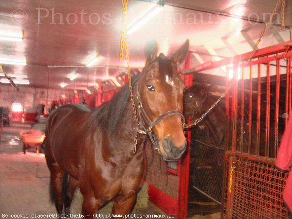 Photo de Trotteur franais