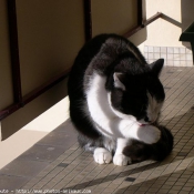 Photo de Chat domestique