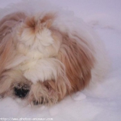 Photo de Lhassa apso