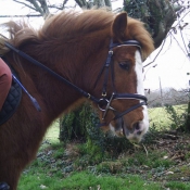 Photo de Poney franais de selle