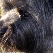 Photo de Cairn terrier