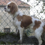 Photo de Cavalier king charles spaniel