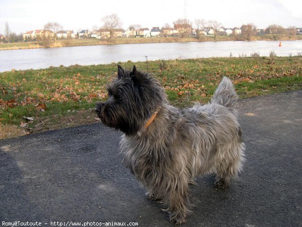 Photo de Cairn terrier