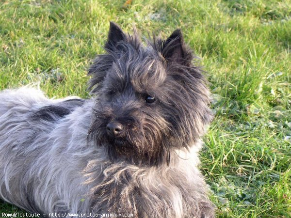 Photo de Cairn terrier