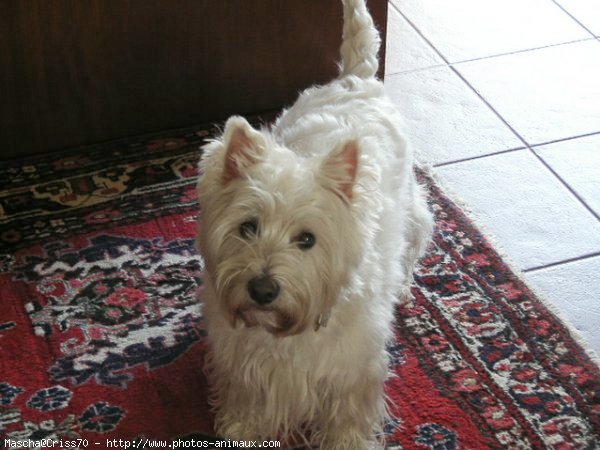 Photo de West highland white terrier