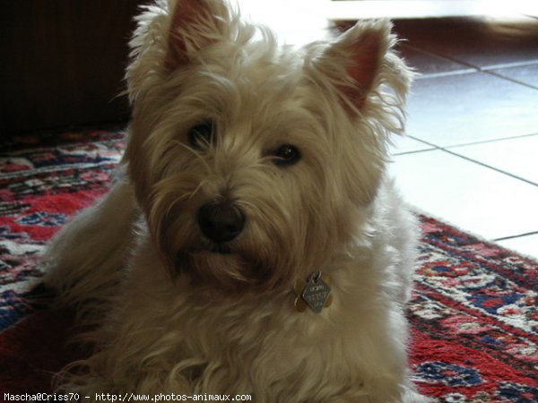 Photo de West highland white terrier