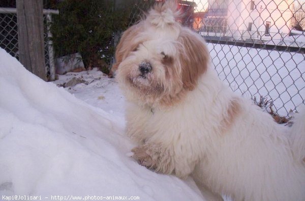 Photo de Lhassa apso