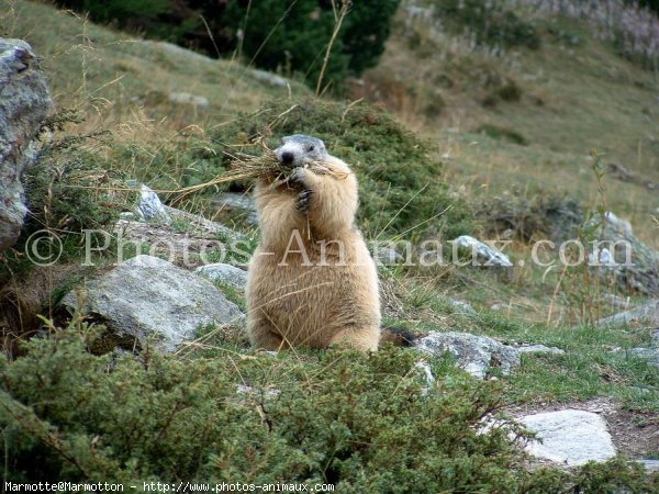 Photo de Marmotte