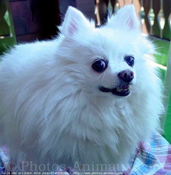 Photo de Spitz moyen