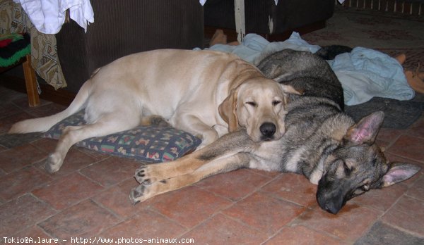 Photo de Labrador retriever