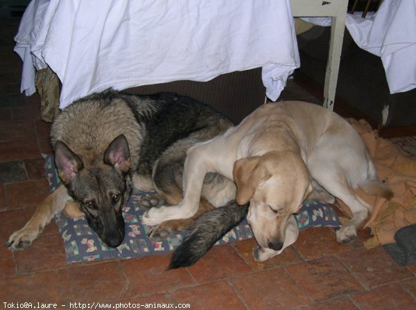 Photo de Labrador retriever