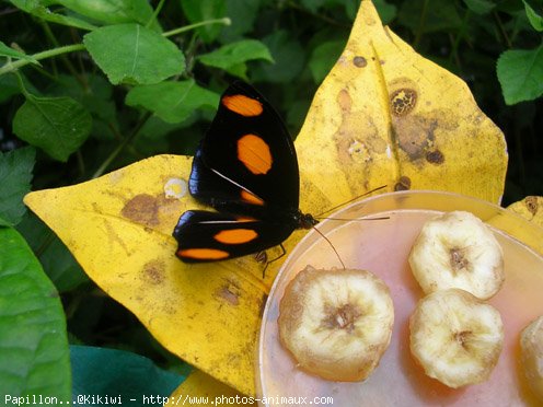 Photo de Papillon