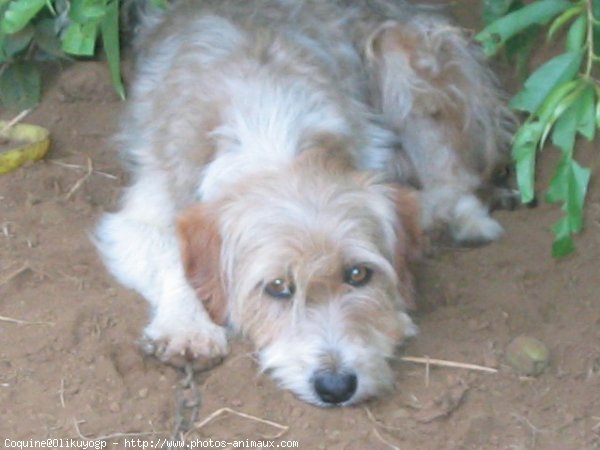 Photo de Coton de tulear