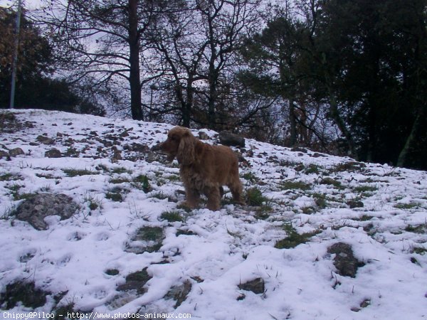 Photo de Cocker anglais