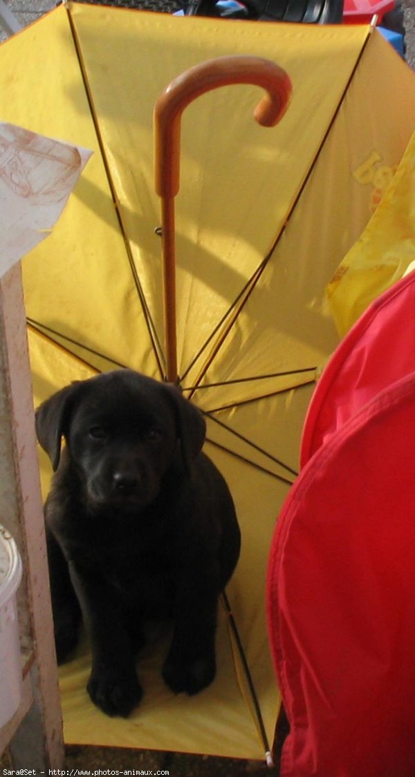 Photo de Labrador retriever