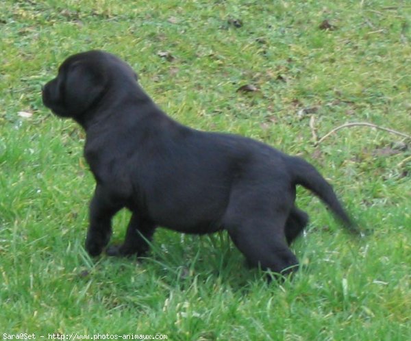 Photo de Labrador retriever