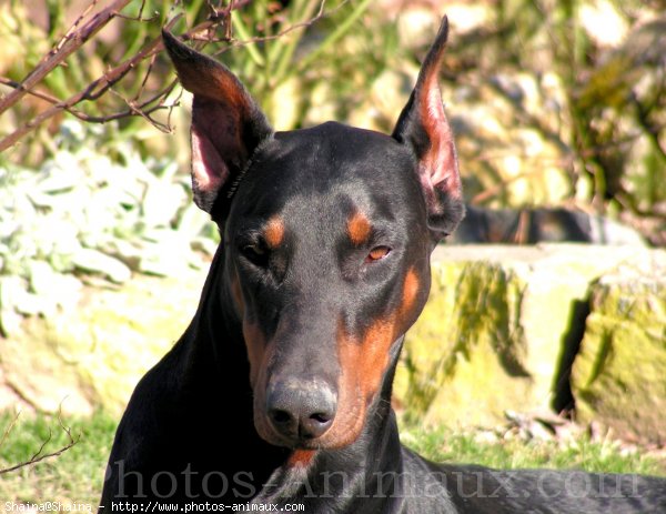 Photo de Dobermann