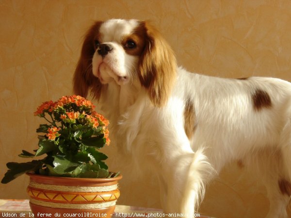 Photo de Cavalier king charles spaniel