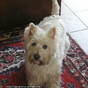 Photo de West highland white terrier