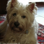 Photo de West highland white terrier