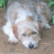 Photo de Coton de tulear