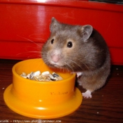 Photo de Hamster