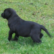 Photo de Labrador retriever