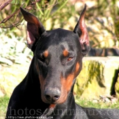 Photo de Dobermann