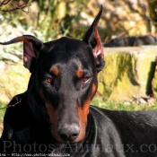 Photo de Dobermann