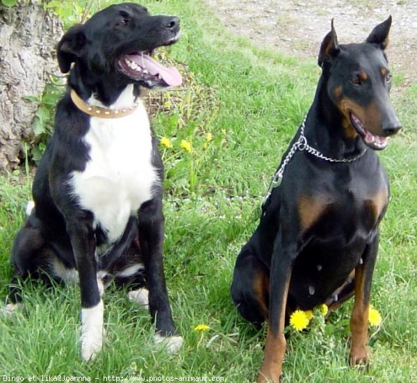 Photo de Dobermann