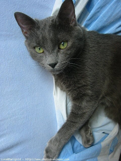 Photo de Chartreux