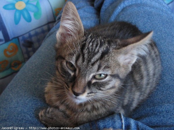 Photo de Chat domestique