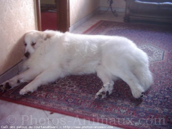 Photo de Chien de montagne des pyrnes