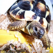 Photo de Tortue