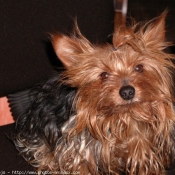 Photo de Yorkshire terrier