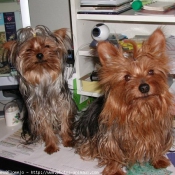 Photo de Yorkshire terrier