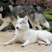 Photo de Husky siberien